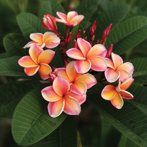 Frangipani Little Rainbow 200mm