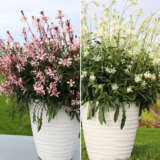 Gaura Graceful Collection Colgaugra - Garden Express Australia