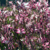 Gaura Little Janie