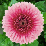 Gerbera Bolero Choo Choo Plagerbcc - Garden Express Australia