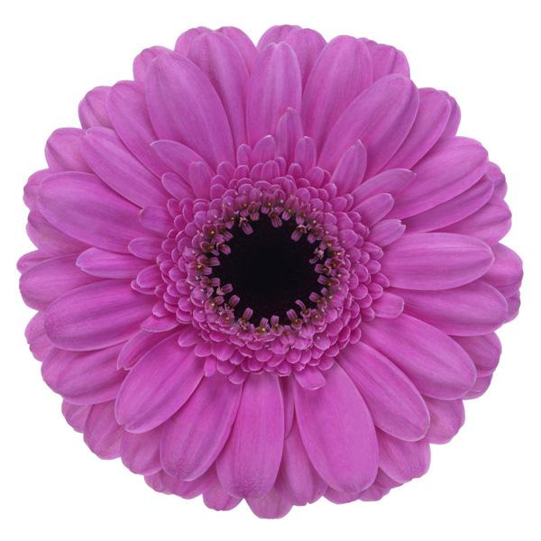 Gerbera Dolcetto