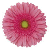 Gerbera Esmara Plageresr - Garden Express Australia