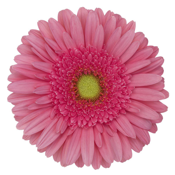 Gerbera Esmara