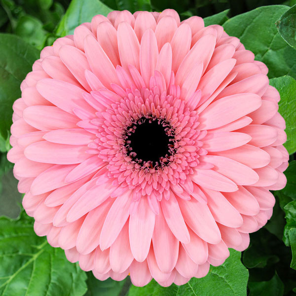 Gerbera Estrella