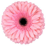 Gerbera Estrella Plageresl - Garden Express Australia