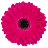 Gerbera Marilu Plagermar - Garden Express Australia