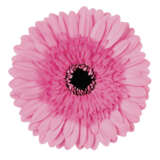 Gerbera Mozart Plagermoz - Garden Express Australia