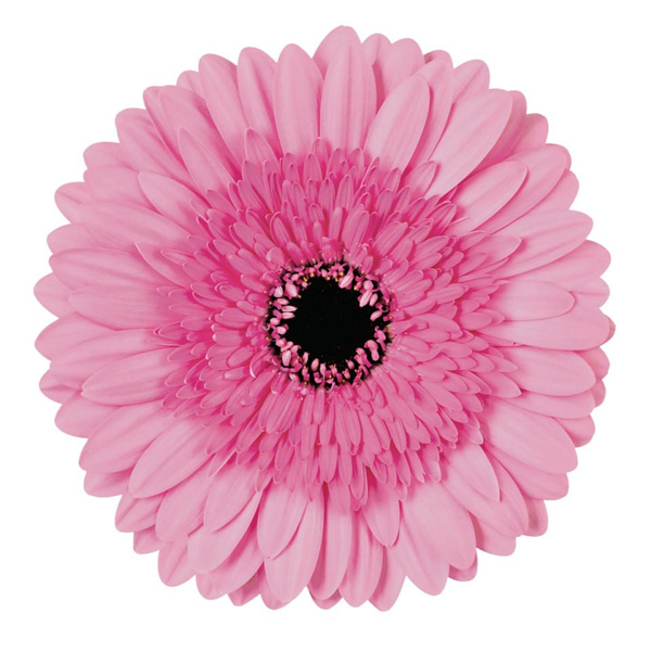 Gerbera Mozart