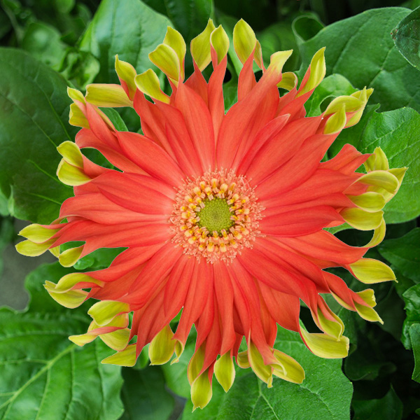 Gerbera Pastini Rivello