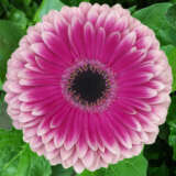 Gerbera Prelude Plagerpre - Garden Express Australia