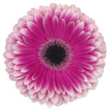 Gerbera Prelude Plagerpre - Garden Express Australia