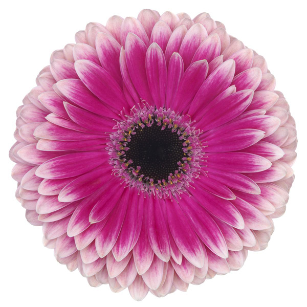 Gerbera Prelude