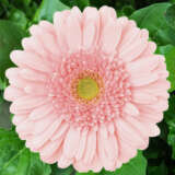 Gerbera Ravita Plagerrav - Garden Express Australia