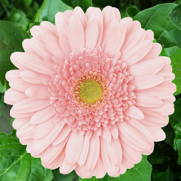 Gerbera Ravita