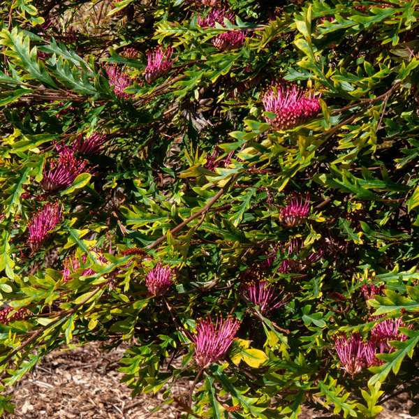 Grevillea Amazing Grace (pbr)