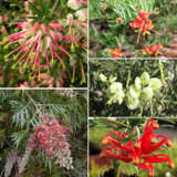 Grevillea Collection V2 Jan 2025 Colgrecol - Garden Express Australia