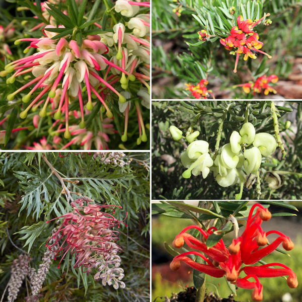 Grevillea Collection Version 2