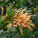 Grevillea Deua Gold Lpogredgo - Garden Express Australia