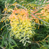 Grevillea Lemon Baby Lpogrelba - Garden Express Australia