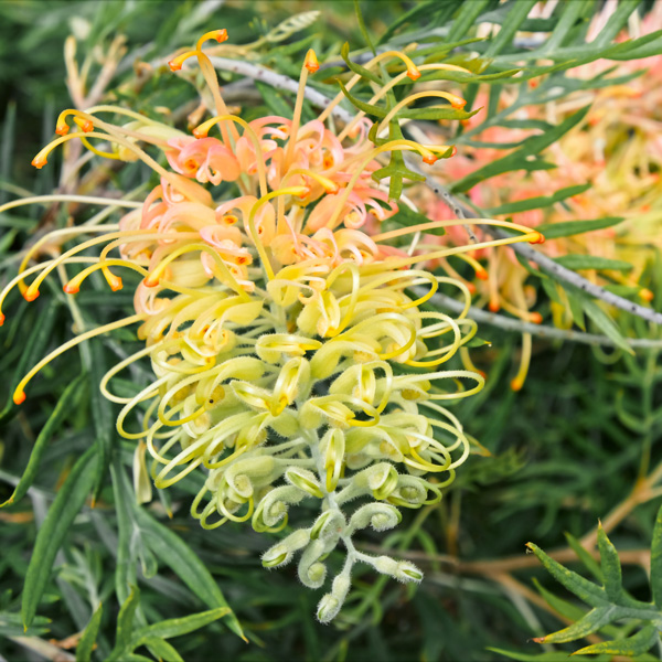 Grevillea Lemon Baby