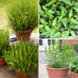 Herb Collection 2 Colherco2 - Garden Express Australia