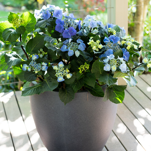 Hydrangea Black Lace