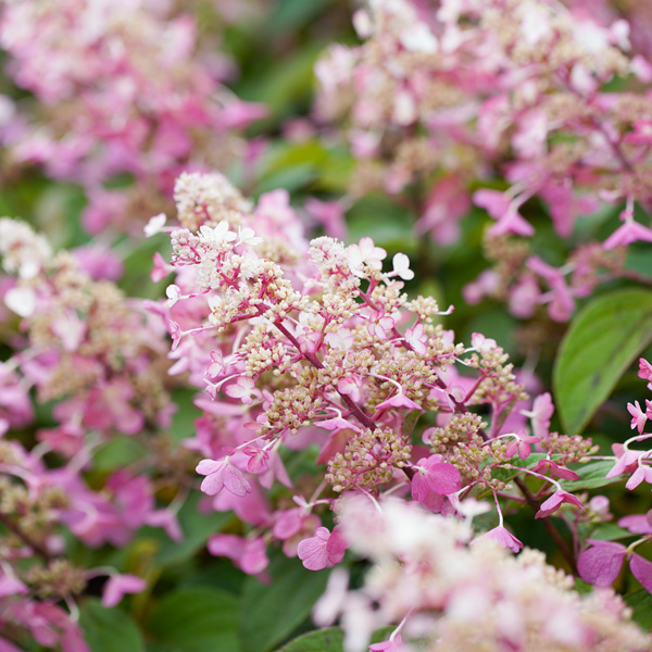 Hydrangea Candlelight (pbr)