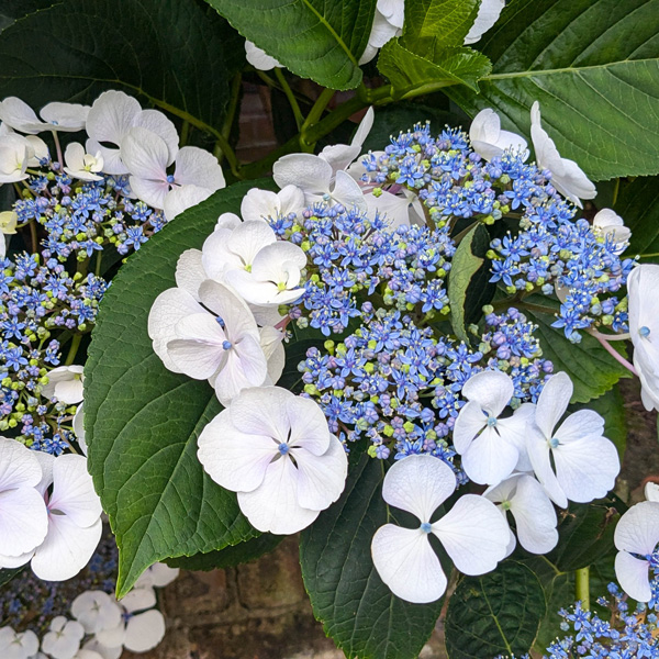 Hydrangea Libelle