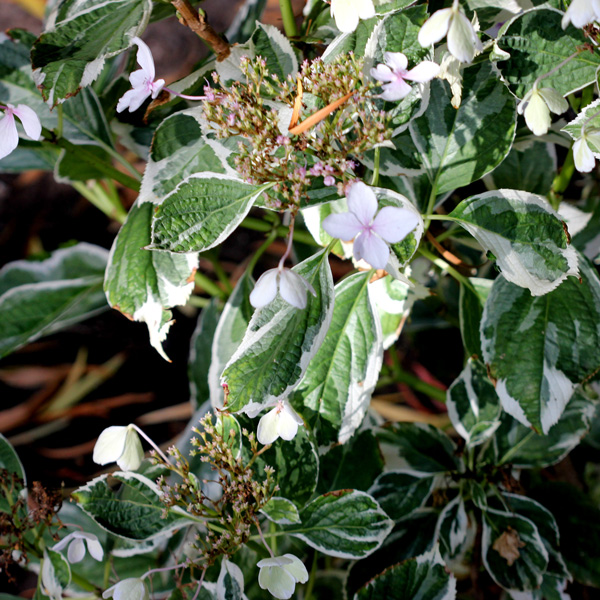 Hydrangea Maculata