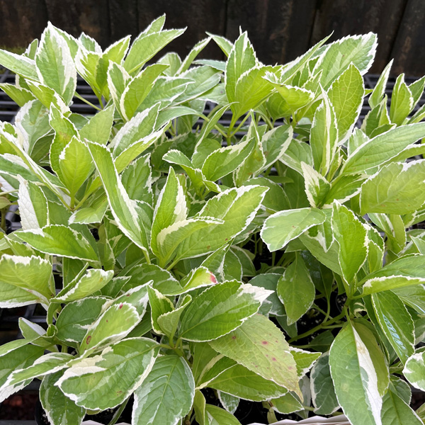 Hydrangea Maculata