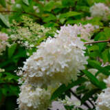 Hydrangea Paniculata Pee Gee Lpohyapge - Garden Express Australia