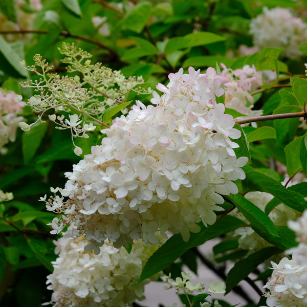 Hydrangea Paniculata Pee Gee