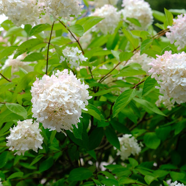 Hydrangea Paniculata Pee Gee