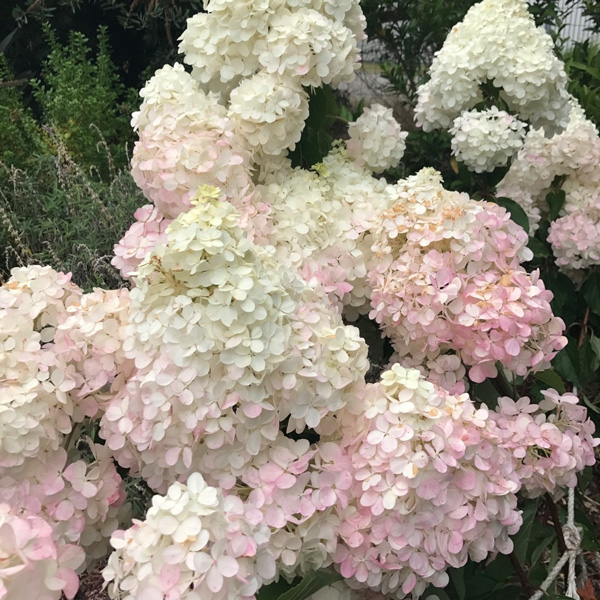 Hydrangea Candlelight (pbr)