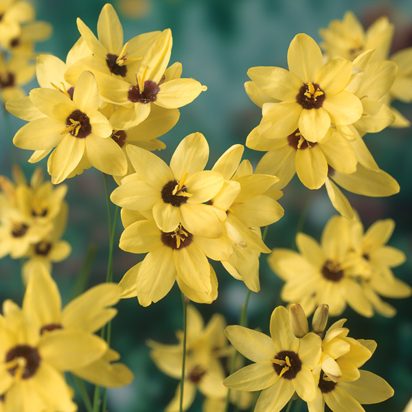 Ixia Yellow Emperor