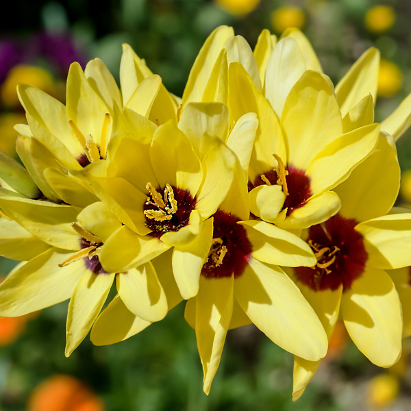 Ixia Yellow Emperor