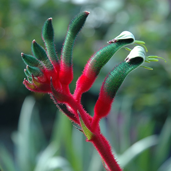 Kangaroo Paw Bush Dance (pbr) 50mm