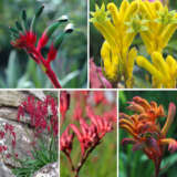 Kangaroo Paw Bush Gems Collection 2 2025 Colkpabg2 - Garden Express Australia