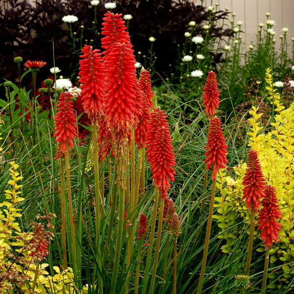 Kniphofia Red Hot Popsicle