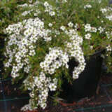 Leptospermum White Wave (pbr)