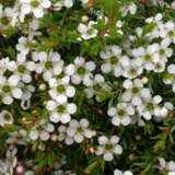 Leptospermum White Wave Lpolepwwa - Garden Express Australia