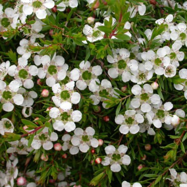 Leptospermum White Wave (pbr)