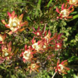 Leucadendron Jack Harre Lpolcdjhr - Garden Express Australia