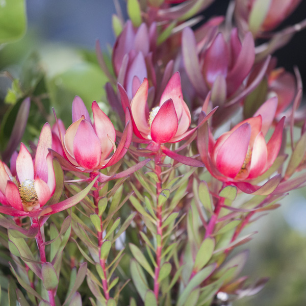 Leucadendron Strawberries And Cream