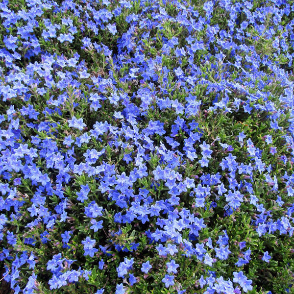 Lithodora Grace Ward