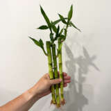 Lucky Bamboo Loose Canes X 3