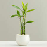 Luckybamboo 3canes Inpot - Garden Express Australia