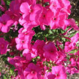 Phlox Famous Cerise Lpophlfce - Garden Express Australia