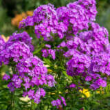 Phlox Famous Purple Lpophlfpu - Garden Express Australia