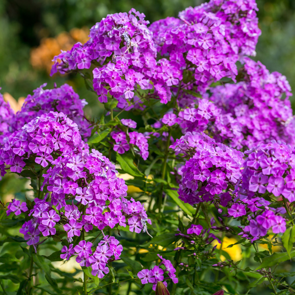 Phlox Famous Purple